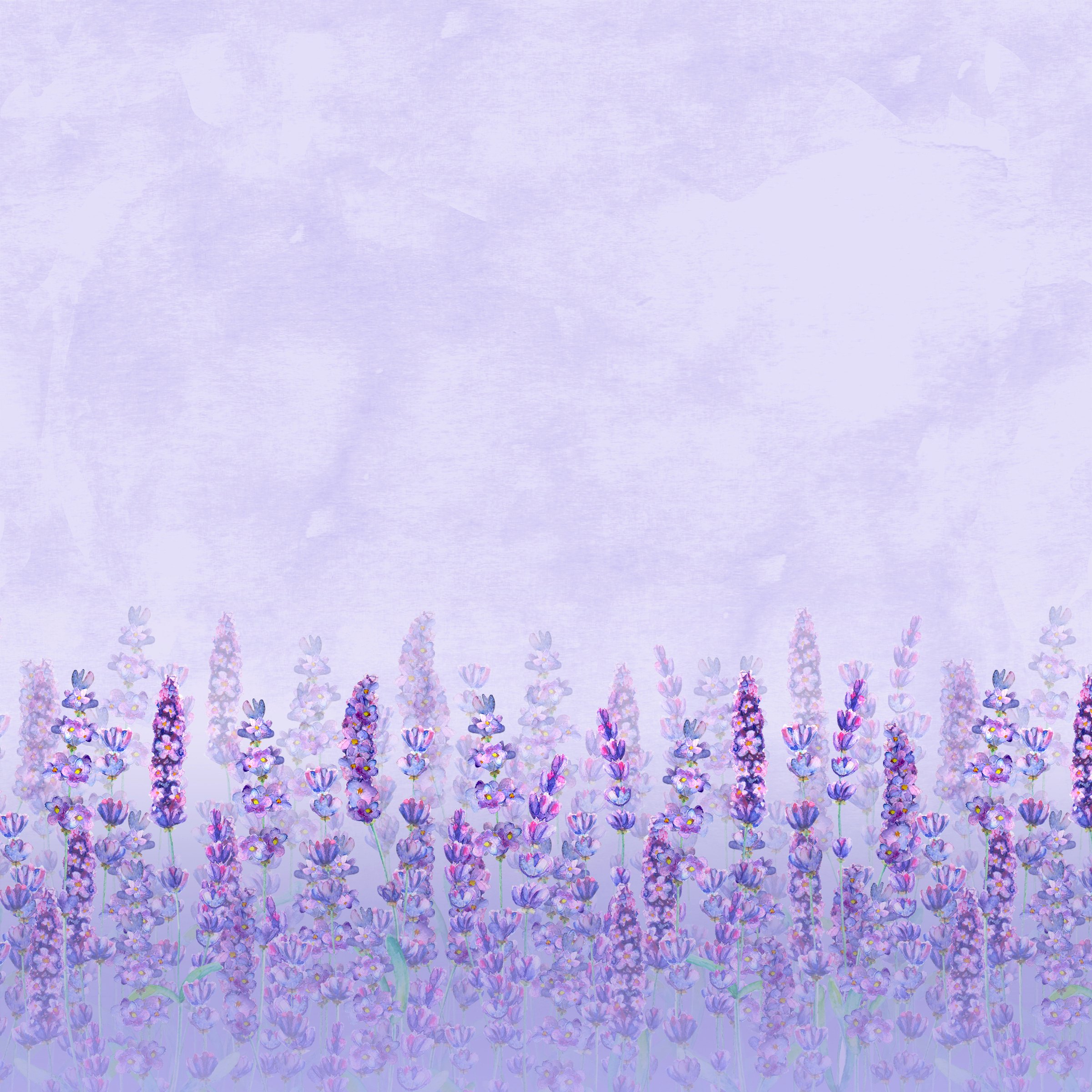 Watercolor Lavender Field on Purple Background